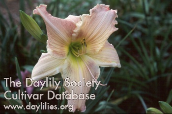 Daylily Ben Arthur Davis